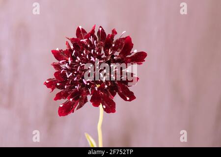 Scabiosa atropurpurea 'Black Knight' Blume Stockfoto