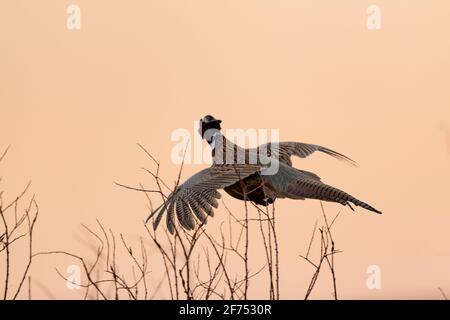 Ein Hahn-Phasane in South Dakota in einem frühen Frühjahr Tag Stockfoto