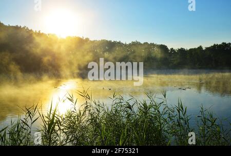 Nebliger Morgen am Teich. Sommer neblige Landschaft bei Sonnenaufgang. Stockfoto