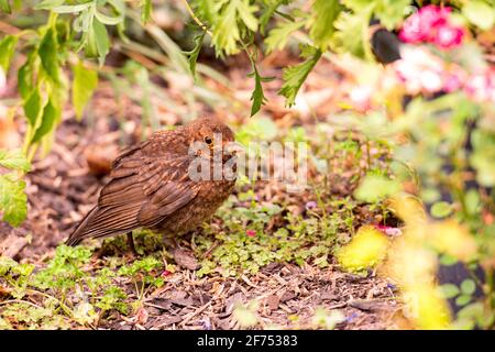 Amsel (Turdus merula) auf Nahrungssuche in einem Hausgarten Stockfoto