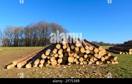 Holzfällerplatz oder Holzfällerplatz mit Haufen von gefällten Bäumen oder Baumstämmen, Holzstapel in der Nähe eines Waldes, Entwaldung in Deutschland, Europa Stockfoto