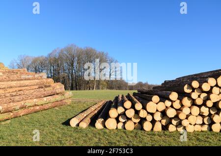 Holzfällerplatz oder Holzfällerplatz mit Haufen von gefällten Bäumen oder Baumstämmen, Holzstapel in der Nähe eines Waldes, Entwaldung in Deutschland, Europa Stockfoto