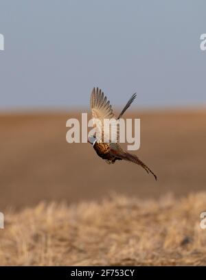 Ein Hahn-Phasane in South Dakota in einem frühen Frühjahr Tag Stockfoto