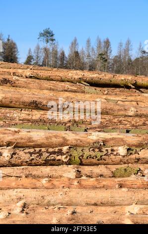 Holzfällerplatz oder Holzfällerplatz mit Haufen von gefällten Bäumen oder Baumstämmen, Holzstapel in der Nähe eines Waldes, Entwaldung in Deutschland, Europa Stockfoto