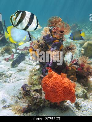 Farbenfrohe tropische Fische mit Meereswürmern und Meeresschwämmen unter Wasser, karibisches Meer Stockfoto