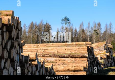 Holzfällerplatz oder Holzfällerplatz mit Haufen von gefällten Bäumen oder Baumstämmen, Holzstapel in der Nähe eines Waldes, Entwaldung in Deutschland, Europa Stockfoto