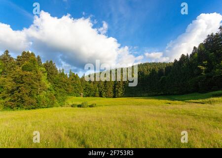 Die vom Wald umsäumte Wiese im Nationalpark Risnjak, Kroatien Stockfoto