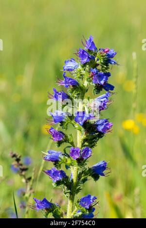 Blüten von Echium vulgare – auf dem Grasland bekannt als Viper-Bugloss und bluewed Stockfoto