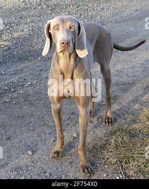 Vertikales Foto, Jagdhund, Rasse Braco de Weimar, kurze Haare, silbergraue Farbe Stockfoto