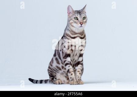 Silver Bengal Cat im Studio Stockfoto