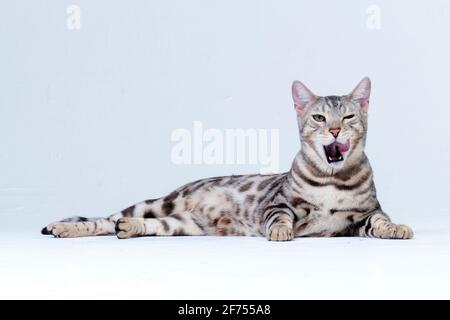 Silver Bengal Cat im Studio Stockfoto