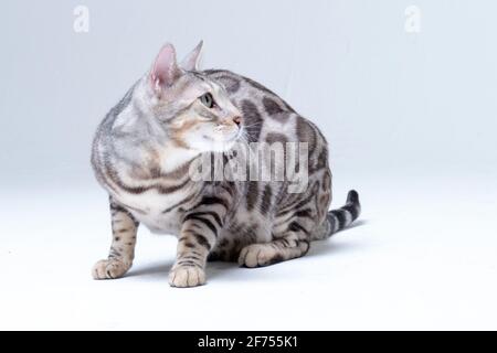 Silver Bengal Cat im Studio Stockfoto
