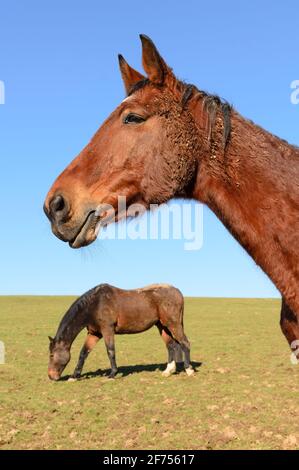 Heimische braune Vollblutpferde (Equus ferus caballus) auf einer Weide im Grünen in Westerwald, Rheinland-Pfalz, Deutschland, Europa Stockfoto