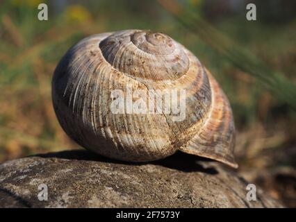 Nahaufnahme der Schneckenmuschel im Brembo Park, Lombardei, Italien Stockfoto