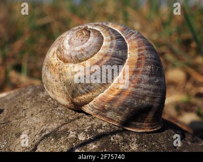 Nahaufnahme der Schneckenmuschel im Brembo Park, Lombardei, Italien Stockfoto