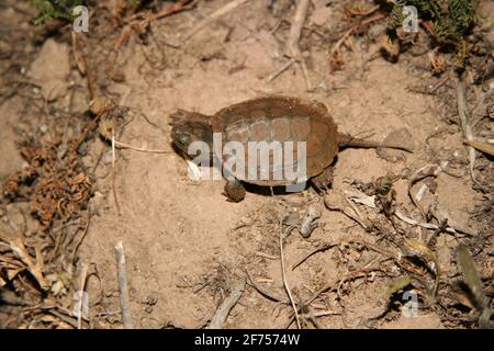 spanische Schildkröte, Mauremys leprosa in einem Sumpf Stockfoto