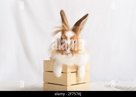 Entzückendes kleines weißes rotes Kaninchen in der Holzkiste auf weißem Hintergrund. Stockfoto