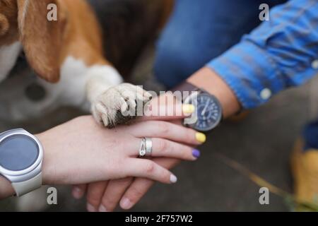 Eine Hundepfote in menschlichen Händen, Freundschaft von Menschen und Tieren Stockfoto