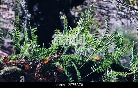 Gewöhnlicher Polypodenfarn (Polypodium vulgare) über einem Baumstamm in einem Wald. Stockfoto