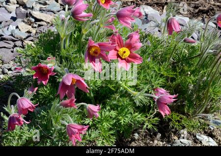 Pulsatilla vulgaris Rubra Pasque Blume Stockfoto