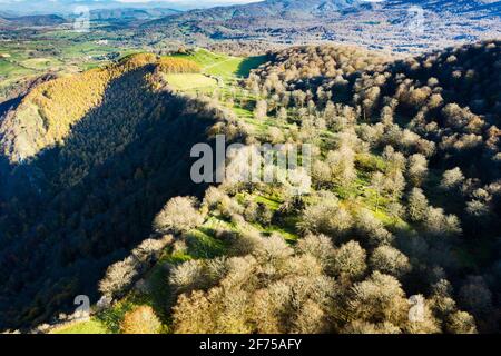 Luftaufnahme eines Buchenwaldes im Winter. Stockfoto