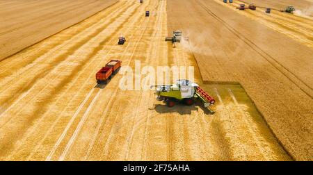 Mähdrescher sammelt Weizen auf gelbem Getreidefeld, Luftaufnahme. Stockfoto