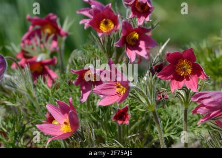 Pulsatilla vulgaris Rubra Pasque Blume Stockfoto