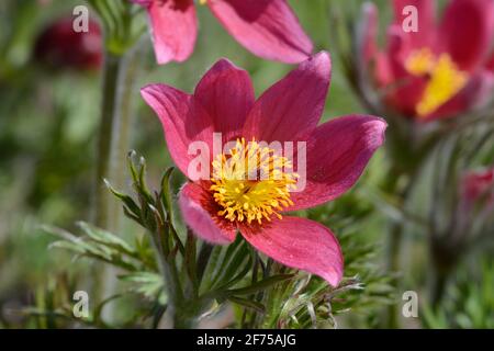 Pulsatilla vulgaris Rubra Pasque Blume Stockfoto