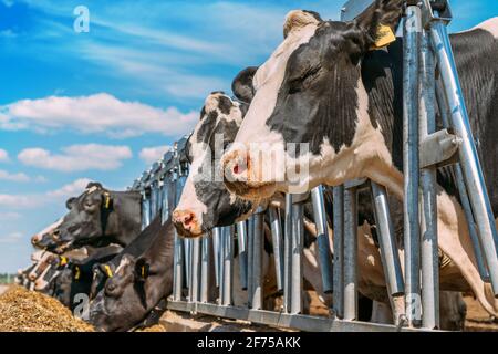 Kuhstall im Freien mit vielen melkenden Kühen, die auf dem Milchhof Heu fressen. Stockfoto