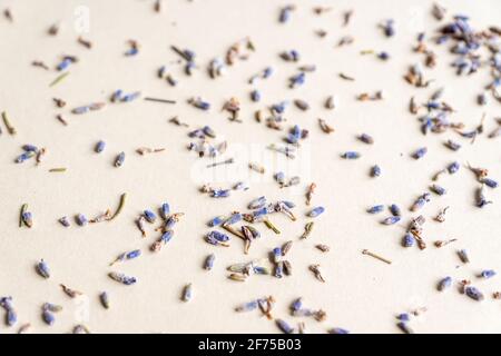 Getrocknete Lavendel Kräuter Blüten auf grauem Hintergrund verstreut. Stockfoto