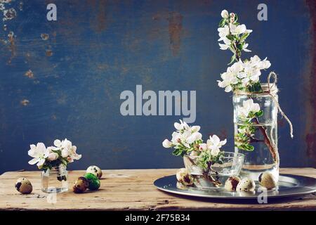 Apfelblüten, Wachteleier auf einem Holztisch. Stillleben im Frühling. Stockfoto