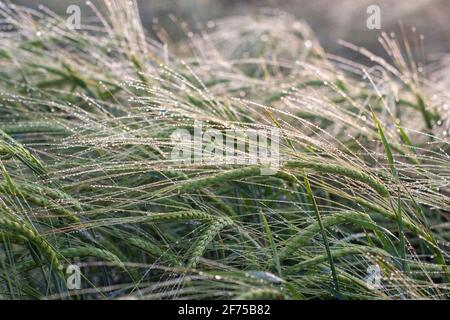 Morgentau auf den Ohren der Gerste gebogen im Feld Stockfoto