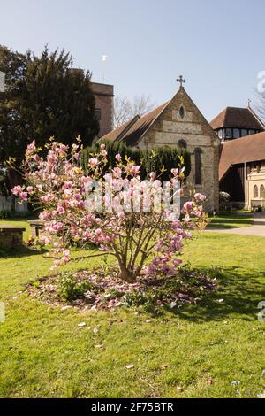 Rosa Magnolien in St. Mary's Churchyard, Barnes, Südwestlondon, Großbritannien Stockfoto