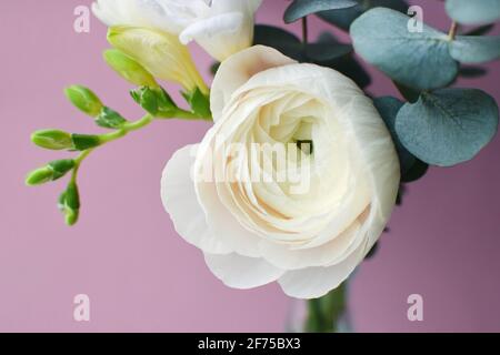 Zartes Bouquet von zartrosa Ranunculus Blume und weißer Freesie Mit Eukalyptus-Zweige auf rosa Hintergrund Stockfoto