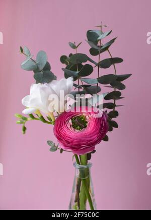 Zartes Bouquet von leuchtend rosa Ranunculus Blume und weißer Freesie Mit Eukalyptus-Zweige auf rosa Hintergrund Stockfoto