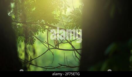 Ein asiatischer Sperlingskauz, der bei Sonnenuntergang in einem tiefen Wald auf dem Ast sitzend ist. Weicher Fokus auf Owlet. Stockfoto