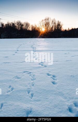Tierspuren im Schnee, die in Richtung Horizont und Sonnenuntergang führen Im Winter Landschaft Szene Stockfoto