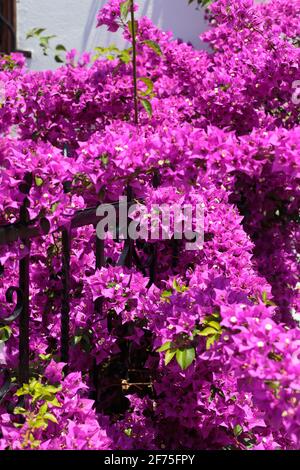 Rosa Lila bougainvillea Blume auf Dekoration zaun Hintergrund Stockfoto