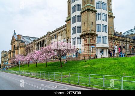 LONDON, Großbritannien - 31 2021. MÄRZ: Kirschblüte im Alexandra Palace, einem denkmalgeschützten Unterhaltungs- und Sportort zwischen Wood Green und Mus Stockfoto