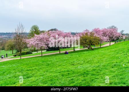 LONDON, Großbritannien - 31 2021. MÄRZ: Kirschblüte im Alexandra Palace, einem denkmalgeschützten Unterhaltungs- und Sportort zwischen Wood Green und Mus Stockfoto