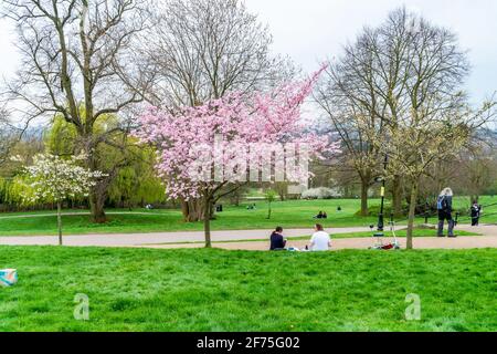 LONDON, Großbritannien - 31 2021. MÄRZ: Kirschblüte im Alexandra Palace, einem denkmalgeschützten Unterhaltungs- und Sportort zwischen Wood Green und Mus Stockfoto