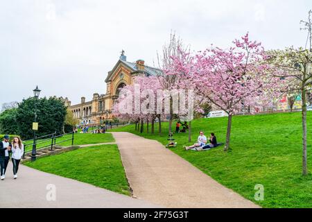 LONDON, Großbritannien - 31 2021. MÄRZ: Kirschblüte im Alexandra Palace, einem denkmalgeschützten Unterhaltungs- und Sportort zwischen Wood Green und Mus Stockfoto