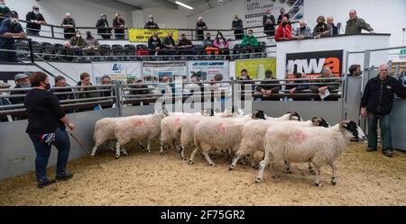 Zuchtverkauf von Draft-Mutterschafen in einer Viehzucht in Cumbria, Großbritannien, während der Covid-19 Pandemie 2020. Stockfoto