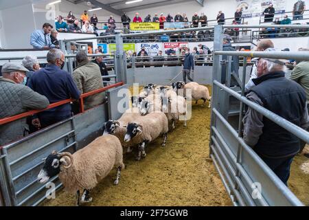 Zuchtverkauf von Draft-Mutterschafen in einer Viehzucht in Cumbria, Großbritannien, während der Covid-19 Pandemie 2020. Stockfoto