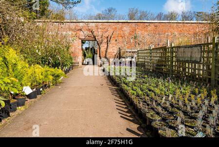 East Linton, East Lothian, Schottland, Großbritannien, 5. April 2021. Gartencenter wieder geöffnet: Die beliebte Smeaton Nursery wird heute wieder eröffnet, nachdem die schottische Regierung die Einschränkungen aufgehoben hat und die Menschen in der kalten Sonne herausholt, um die gut sortierte Vielfalt an Pflanzen und Bäumen im ummauerten Garten zu bewundern Stockfoto