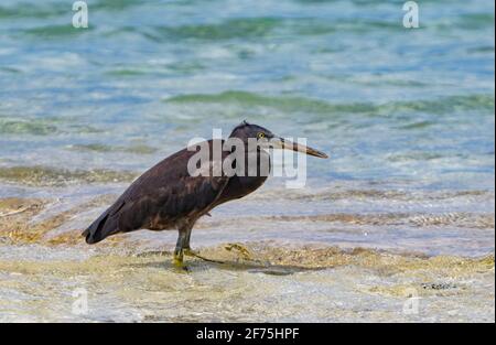 Dunkle Form eines Eastern Reef Egret (Egretta sacra) am Wasserrand, Heron Island, Southern Great Barrier Reef, Queensland, QLD, Australien Stockfoto