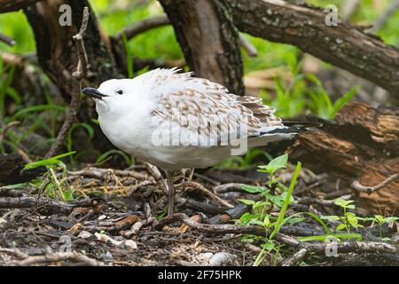 Jungmöwe (Larus novaehollandiae) in Verteidigungsposition, Heron Island, Southern Great Barrier Reef, Queensland, QLD, Australien Stockfoto