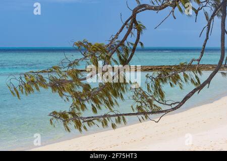 Panoramablick auf den Strand von Heron Island, Southern Great Barrier Reef, Queensland, QLD, Australien Stockfoto
