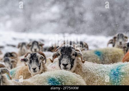 Swaledale-Mutterschafe warten darauf, an einem verschneiten Wintermorgen gefüttert zu werden, Wensleydale, North Yorkshire, Großbritannien. Stockfoto