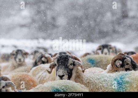 Swaledale-Mutterschafe warten darauf, an einem verschneiten Wintermorgen gefüttert zu werden, Wensleydale, North Yorkshire, Großbritannien. Stockfoto